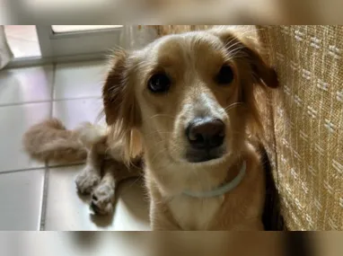 Imagem ilustrativa da imagem Clínica veterinária é denunciada após cachorra internada fugir e morrer atropelada