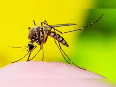 Sorotipo 3 da dengue não causa epidemia no Brasil há 15 anos