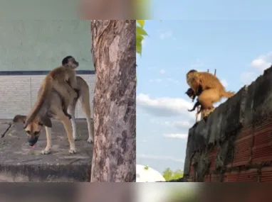 Imagem ilustrativa da imagem Macaco Chico, que "sequestrou" filhotes de gato e cachorro, é capturado no Piauí