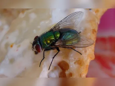 Imagem ilustrativa da imagem Médicos encontram mosca intacta em intestino de idoso nos EUA