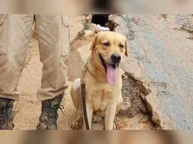 Imagem ilustrativa da imagem Morre cachorro que ajudava nas buscas por desaparecidos das enchentes no RS