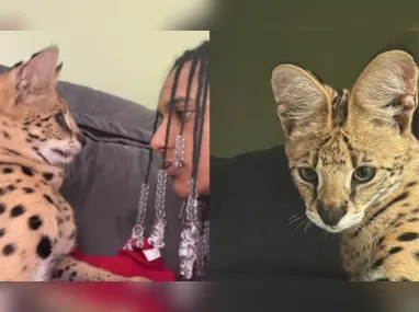 Imagem ilustrativa da imagem Rapper tenta beijar gato avaliado em R$ 100 mil e leva tapa