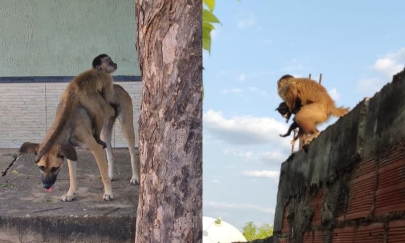 Macaco conhecido como Chico 'sequestra' filhotes de cães e gatos