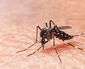 Imagem ilustrativa da imagem ES vai receber 58.530 doses de vacina contra a dengue