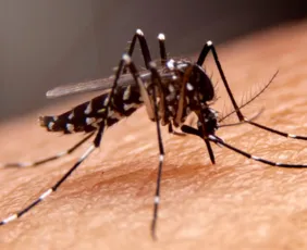 Imagem ilustrativa da imagem Especialistas explicam perguntas relacionadas à dengue