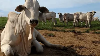 Imagem ilustrativa da imagem África tem importado DNA do gado e capim brasileiro