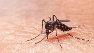 Imagem ilustrativa da imagem ES registra segunda morte por dengue em 2024