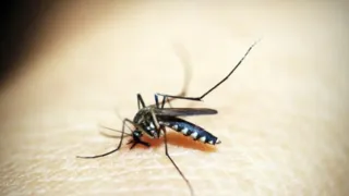 Imagem ilustrativa da imagem Especialistas alertam para os riscos neurológicos da dengue