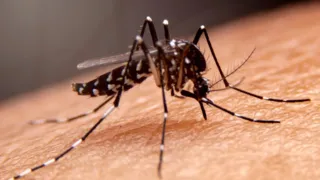 Imagem ilustrativa da imagem Especialistas explicam perguntas relacionadas à dengue