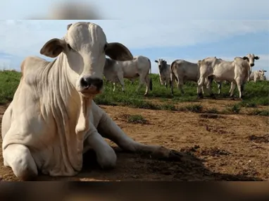 Gabriel Benincá  com o pai e pecuarista Osvaldo Benincá, o Nego, que ordenha a vaca em fazenda (à direita)