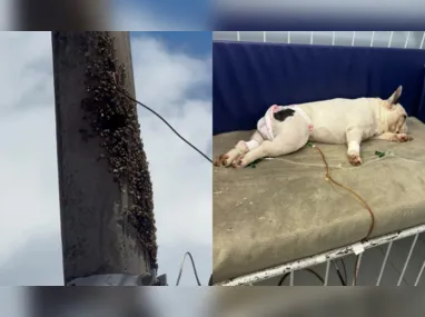 Imagem ilustrativa da imagem Ataque de abelhas em Jardim Camburi deixa um homem e dois cachorros feridos