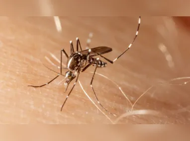 Imagem ilustrativa da imagem Brasil se aproxima de 1 milhão de casos prováveis de dengue