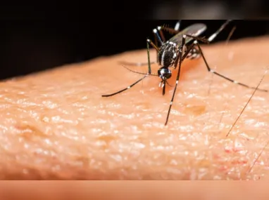 Imagem ilustrativa da imagem Casos assintomáticos de dengue preocupam especialistas e inflam subnotificação