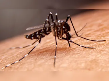 Imagem ilustrativa da imagem Cidade do Rio de Janeiro confirma primeira morte por dengue de 2024