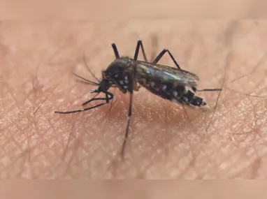 Imagem ilustrativa da imagem Circulação de dengue tipo 3 no ES já preocupa, diz secretário
