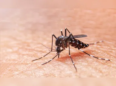 Imagem ilustrativa da imagem Confirmada a primeira morte por dengue em 2024 no ES