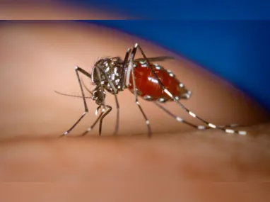 Números de casos de dengue aumentou 79% em uma semana em São Paulo