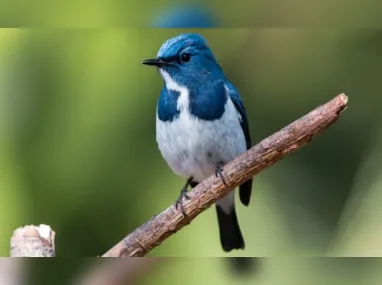 Teste Rápido Antígeno para Covid-19