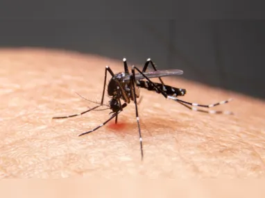 Imagem ilustrativa da imagem Dengue: Brasil tem 12 mortes e mais de 120 mil casos prováveis