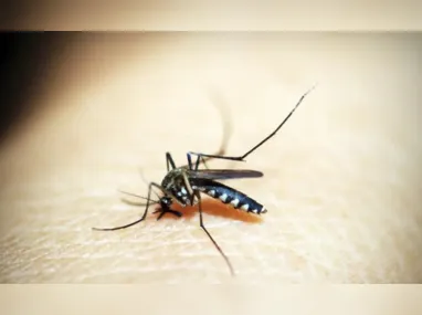 Pesquisa sugere que os novos mosquitos já estão nascendo com o vírus recebido