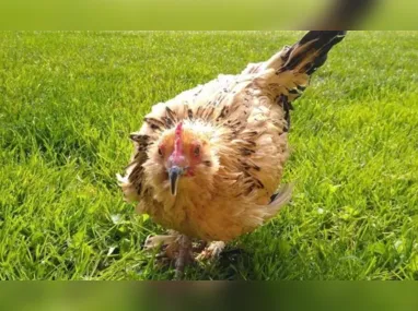 Réu atacou juíza após condenação