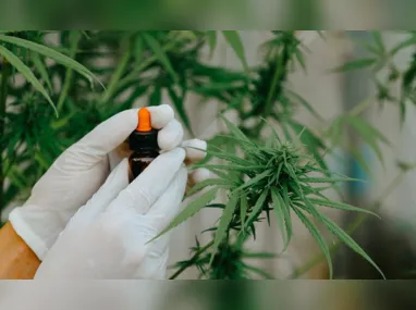 Imagem ilustrativa da imagem Juiz autoriza farmácia de manipulação a fabricar produtos de cannabis