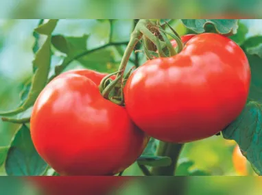 Imagem ilustrativa da imagem Película comestível para verduras durarem mais