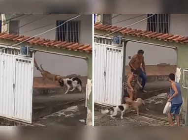 Imagem ilustrativa da imagem Pitbull invade casa de idosa e ataca cão na Serra