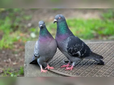Imagem ilustrativa da imagem Projeto de Lei prevê multa para quem alimentar pombos em Vitória