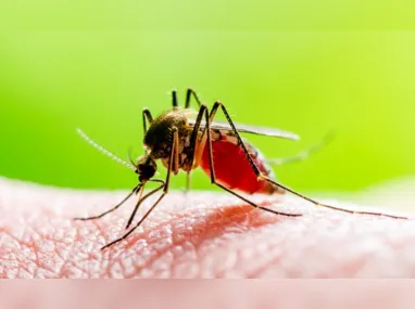 Imagem ilustrativa da imagem São Paulo tem dois registros de infecção por malária