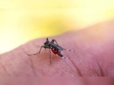 Aedes aegypti: casos graves de dengue podem causar hepatite e insuficiência renal