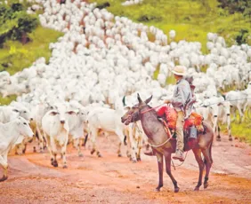 Imagem ilustrativa da imagem Turquia pode comprar 300 mil cabeças de gado do Brasil