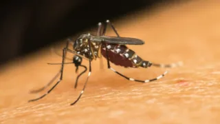 Imagem ilustrativa da imagem Brasil atinge 2 milhões de casos prováveis de dengue