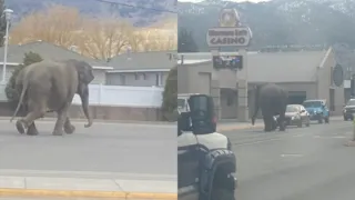 Imagem ilustrativa da imagem Elefanta escapa de circo e é flagrada correndo pelas ruas de cidade nos EUA