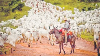 Imagem ilustrativa da imagem Turquia pode comprar 300 mil cabeças de gado do Brasil