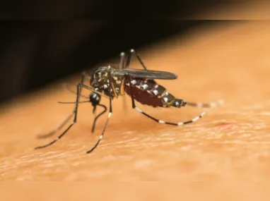 Imagem ilustrativa da imagem Brasil atinge 2 milhões de casos prováveis de dengue
