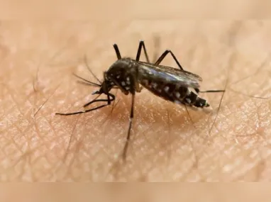 Piscinas devem ser limpas semanalmente para evitar a proliferação do mosquito da dengue