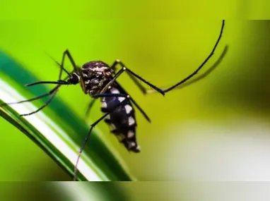 Imagem ilustrativa da imagem Brasil passa de 1,8 milhão de casos de dengue em 78 dias e bate recorde histórico