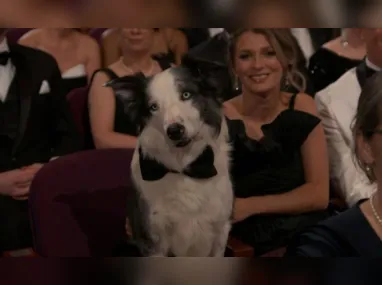 Imagem ilustrativa da imagem Cão ator vive dias de celebridade em Hollywood