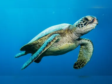 Imagem ilustrativa da imagem Como o lixo que jogamos no mar faz tartarugas-marinhas terem câncer