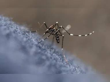 Mosquito Aedes aegypti: dengue bate recorde de mortes