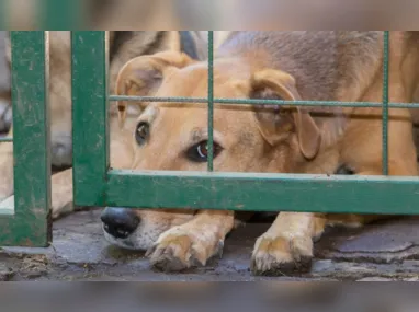 Imagem ilustrativa da imagem Maus tratos a animais: prefeituras registram 6 mil denúncias em um ano