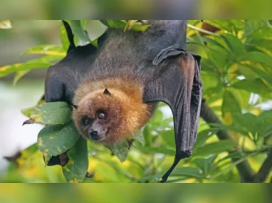 Imagem ilustrativa da imagem Morcego infectado com vírus da raiva é identificado em SP