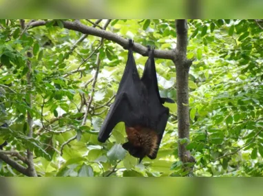 Imagem ilustrativa da imagem Morcegos com raiva são encontrados mortos em BH
