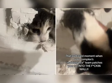 Imagem ilustrativa da imagem Mulher investiga barulho e descobre gato emparedado após reforma nos EUA