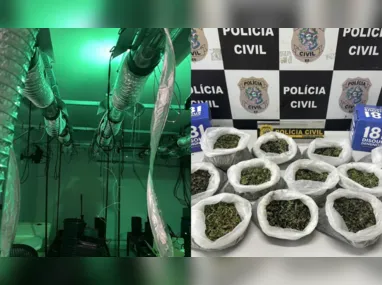Imagem ilustrativa da imagem Polícia encontra laboratório para cultivo de maconha na Serra