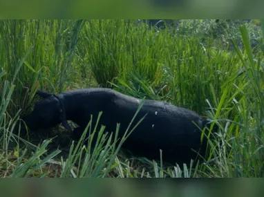 Lagoa de Mãe-Bá e a mata do entorno são  consideradas Área de Especial Interesse Ambiental