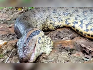 Imagem ilustrativa da imagem Sucuri famosa por vídeos em Bonito (MS) morreu de causas naturais, aponta perícia