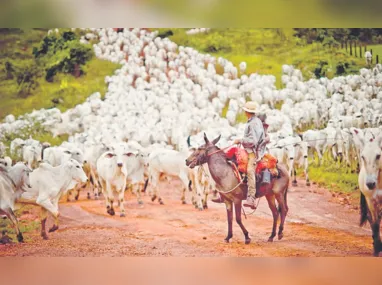 Imagem ilustrativa da imagem Turquia pode comprar 300 mil cabeças de gado do Brasil