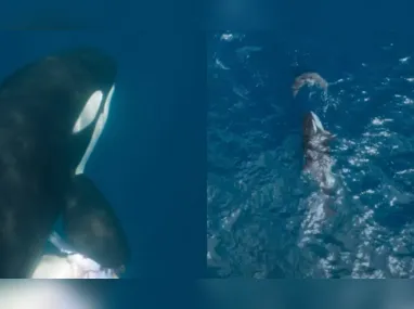 Imagem ilustrativa da imagem VÍDEO: Orca-avó arranca costela de tubarão-branco durante caça